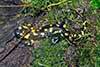 salamandra plamista