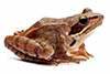 żaba moczarowa