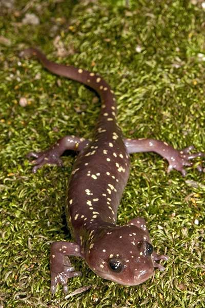Kalifornijska salamandra nadrzewna (Aneides lugubris)