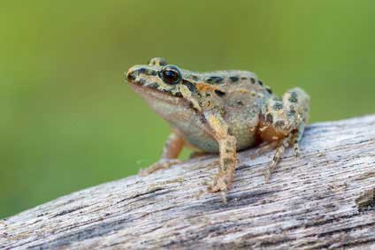 Krągłojęzyczka tyrreńska (Discoglossus sardus)