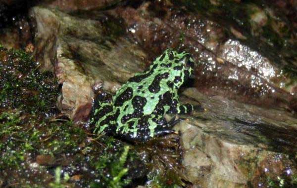 Kumak dalekowschodni (Bombina orientalis)