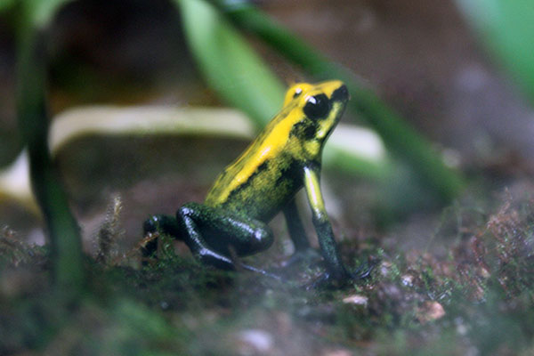 Liściołaz złocisty, liściołaz straszliwy (Phyllobates terribilis)