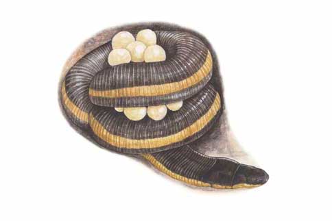 Łusecznik kotajski (Ichthyophis kohtaoensis)