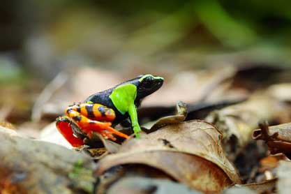 Mantella madagaskarska (Mantella madagascariensis)