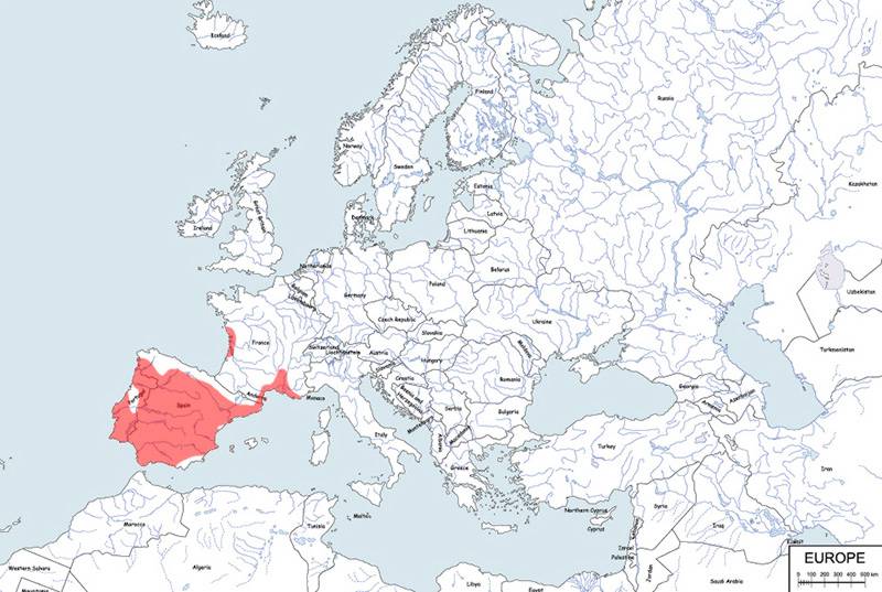 grzebiuszka gibraltarska - mapa
