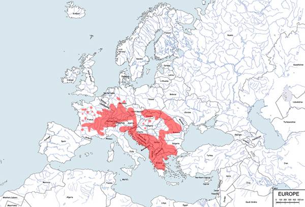 kumak górski - mapa