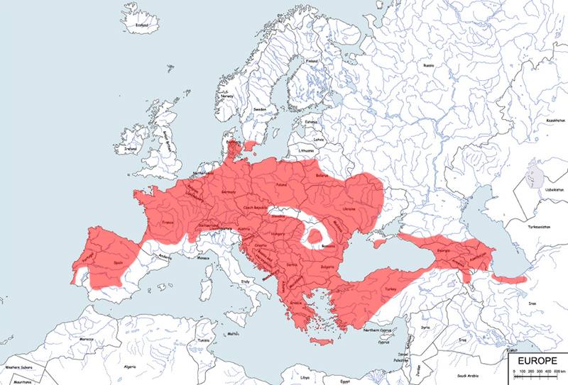 rzekotka drzewna - mapa
