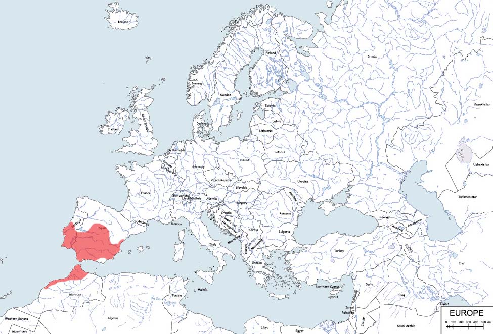 traszka Waltla - mapa