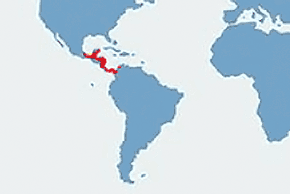 Chwytnica czerwonooka – mapa występowania na świecie