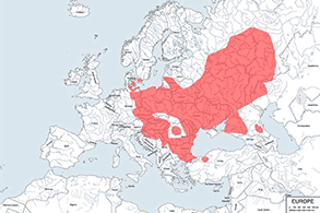 Kumak nizinny - mapa występowania na świecie