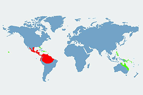 Ropucha aga, kururu – mapa występowania na świecie
