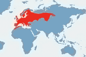 Ropucha szara – mapa występowania na świecie