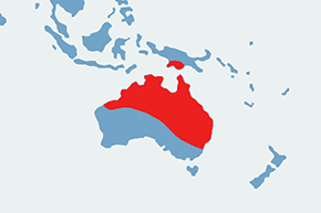 Rzekotka szmaragdowa, rzekotka australijska - mapa występowania na świecie