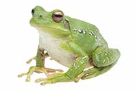 ikona