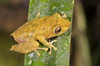 Pristimantis quaquaversus