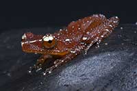 ikona