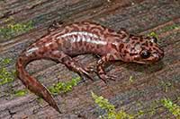 Ambystoma znad Pacyfiku