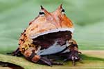 Ceratophryidae