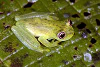 Chimerella mariaelenae