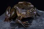 Conrauidae