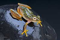 ikona