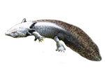 Płazy ogoniaste