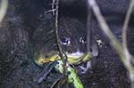 Pyxicephalidae