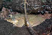 ikona