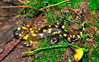 Salamandra plamista