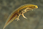 Salamandrowate