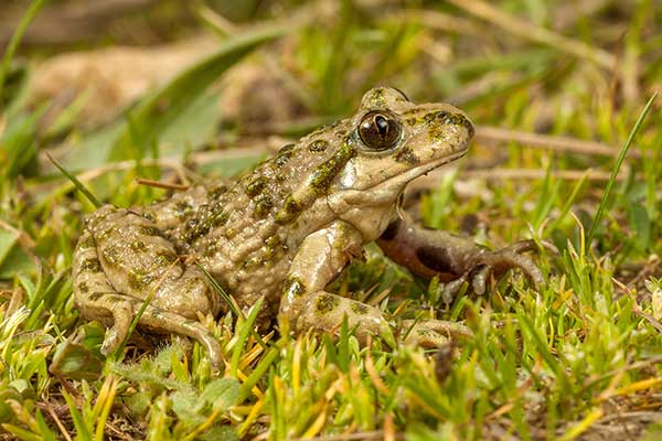 Nurzaniec błotny (Pelodytes punctatus)