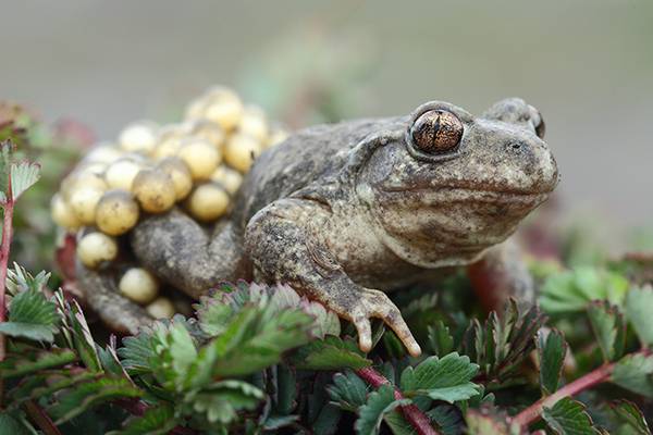 Pętówka babienica (Alytes obstetricans)