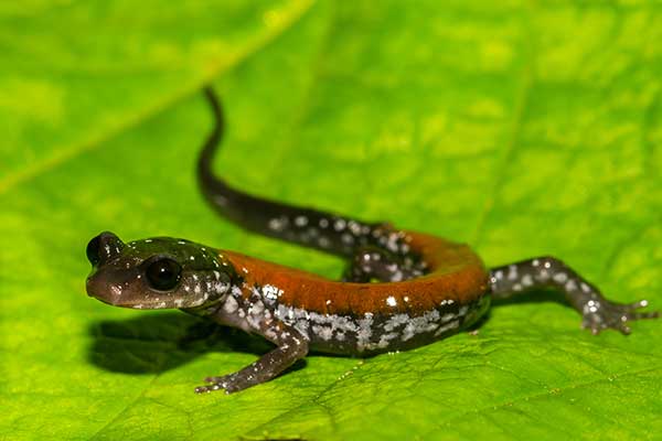 (Plethodon yonahlossee)