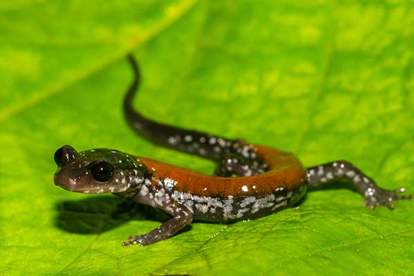  (Plethodon yonahlossee)