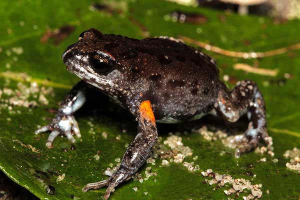 (Pseudophryne bibronii)
