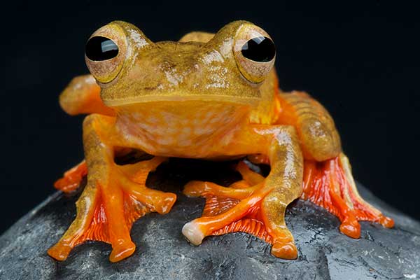 Rajska żaba latająca (Rhacophorus pardalis)