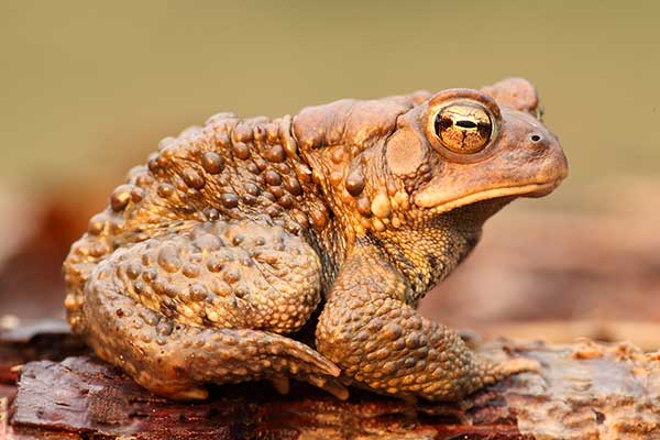 Ropucha amerykańska (Bufo americanus)