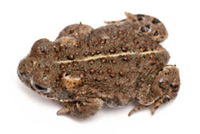 Ropucha paskówka (Bufo calamita)