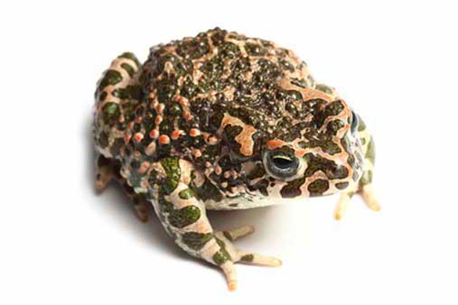 Ropucha zielona (Bufo viridis)