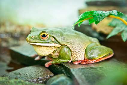 Rzekotka nowogwinejska (Litoria infrafrenata)