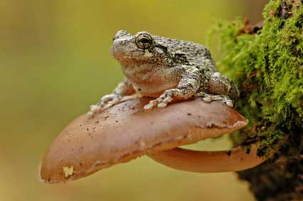 Rzekotka różnobarwna (Hyla versicolor)