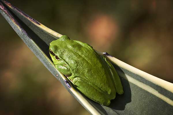 Rzekotka śródziemnomorska (Hyla meridionalis)