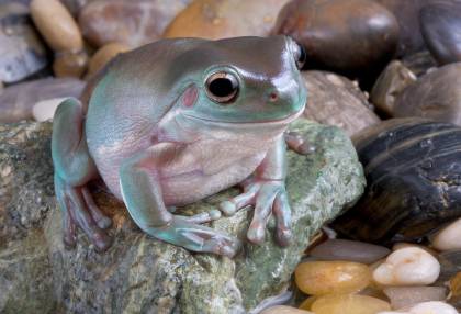 Rzekotka szmaragdowa, rzekotka australijska (Litoria caerulea, Pelodryas caerulea)