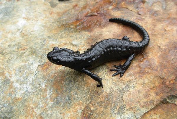 Salamandra czarna (Salamandra atra)