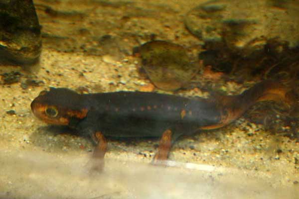 Salamandra mandaryńska (Tylototriton shanjing)