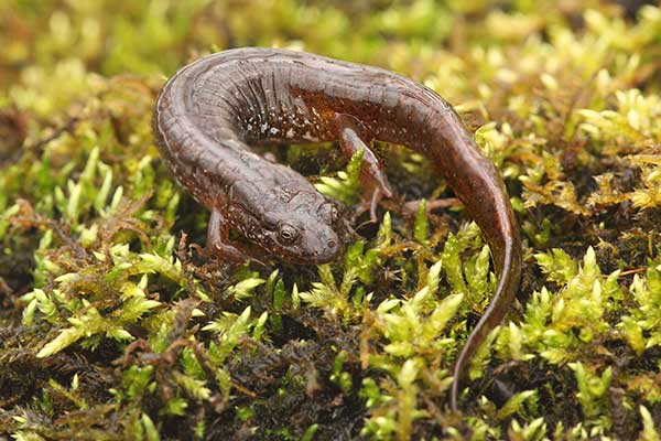 Salamandra żwawa (Desmognathus fuscus)
