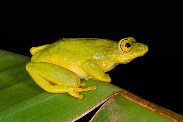 Sawannica złocista (Hyperolius tuberilinguis)