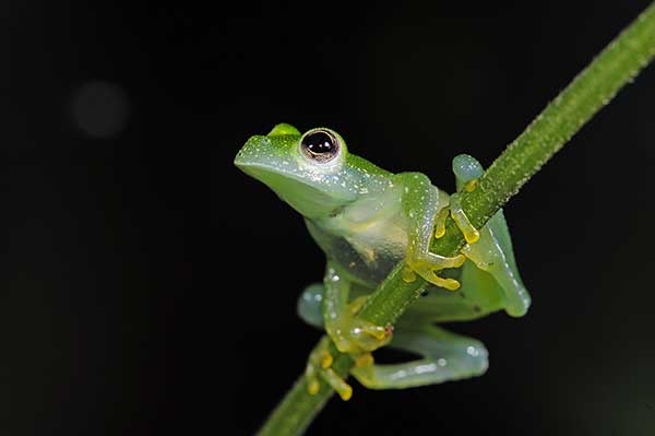 (Teratohyla pulverata)
