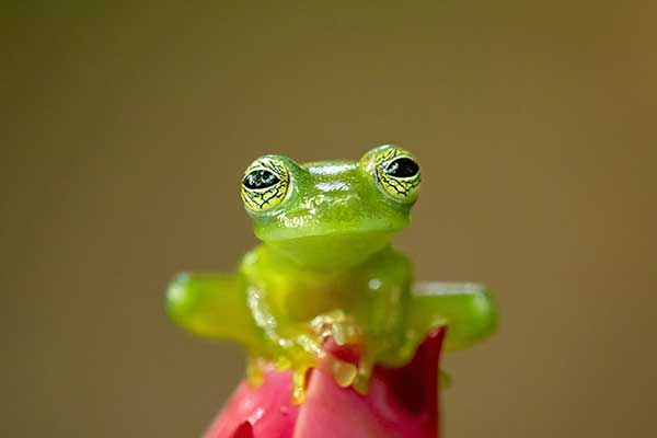 (Teratohyla spinosa)