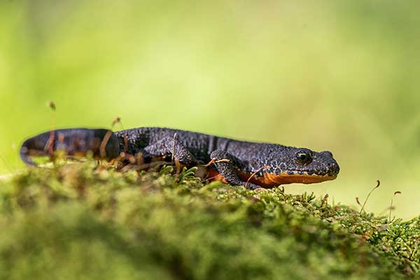 Traszka górska (Triturus alpestris)